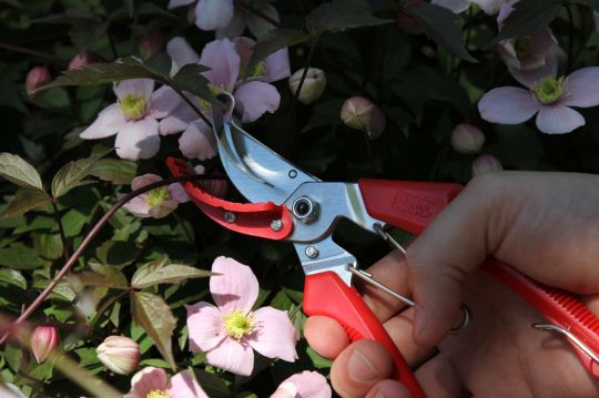 Pruning shears